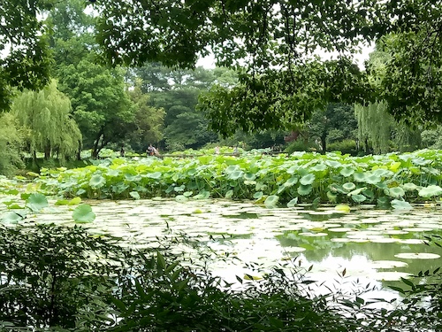 七月九日 生命与环境科学学院 走西湖-关注西湖十景垃圾分类问题小分队 曲院风荷实景