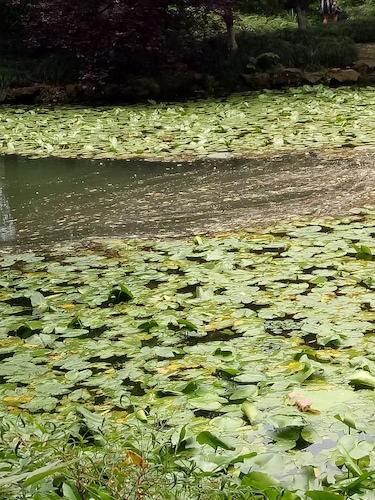 七月九日 生命与环境科学学院 走西湖-关注西湖十景垃圾分类问题小分队 水质污染