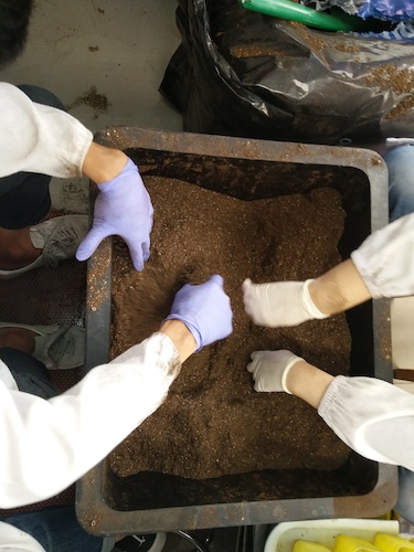 七月十三日 生命与环境科学学院国创项目“毅治毒”科研小分队 拌土篇