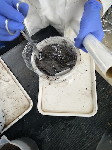 七月十三日 生命与环境科学学院国创项目“毅治毒”科研小分队 播种篇