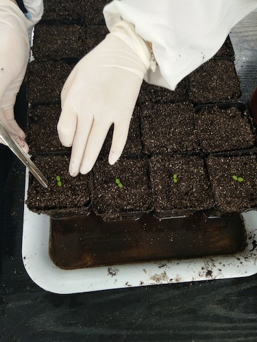 七月十三日 生命与环境科学学院国创项目“毅治毒”科研小分队 艰难移苗篇