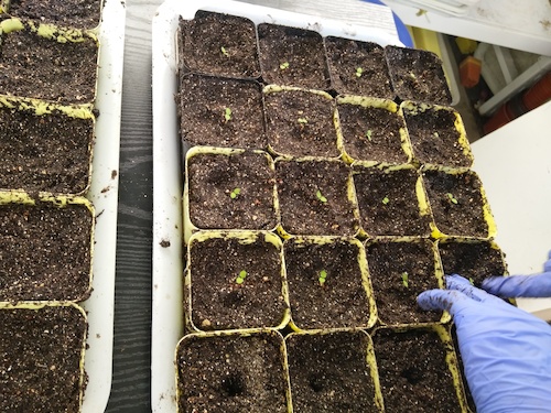 七月十三日 生命与环境科学学院国创项目“毅治毒”科研小分队 移苗篇