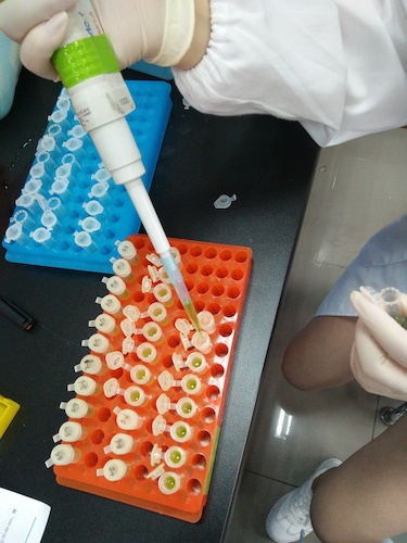 七月二十日 生命与环境科学学院国创项目“毅治毒”科研小分队 样品粉碎后转移至过滤柱