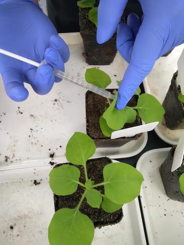 七月二十日 生命与环境科学学院国创项目“毅治毒”科研小分队 接种