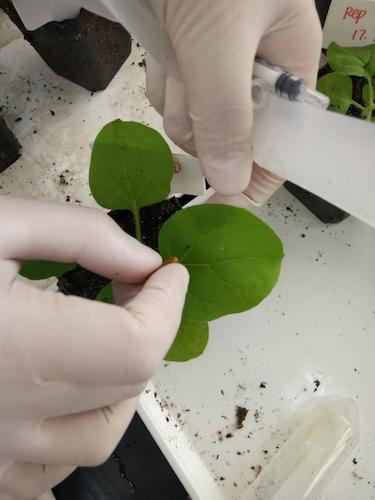 七月二十日 生命与环境科学学院国创项目“毅治毒”科研小分队 用针头在叶片上扎小孔