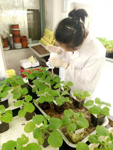 七月二十日 生命与环境科学学院国创项目“毅治毒”科研小分队 摩擦接种撒石英砂有助于接种成功