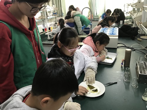 小朋友认真刷叶子