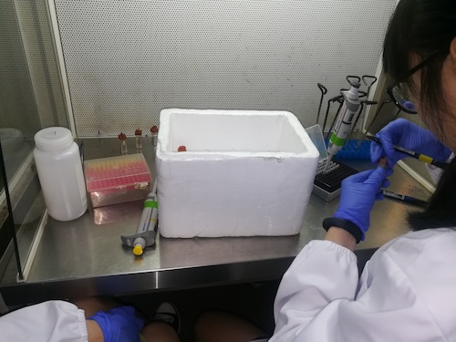 七月二日 生命与环境科学学院 “走进转基因”社会实践小分队 正在做实验的本科生