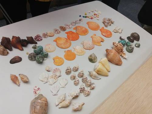 七月六日 生命与环境科学学院 B.D.服务社赴浙江自然博物馆”小问号大知识“小分队 活动材料之漂亮的贝壳