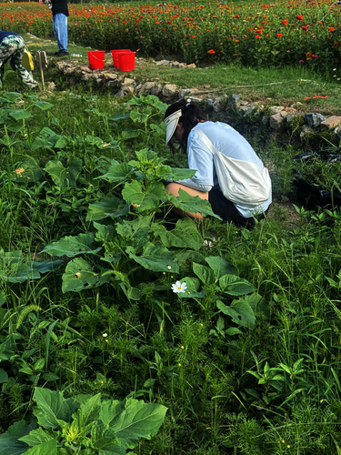 花海劳动基地除草工作进行中